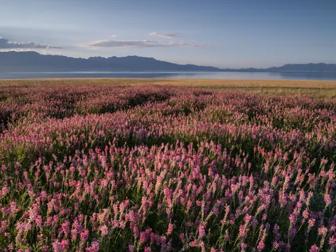 Alpine Wildflowers 4K Wallpaper · nature · 3840×2880