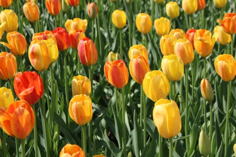 Tulip Field 4K Wallpaper · flowers · 3840×2560