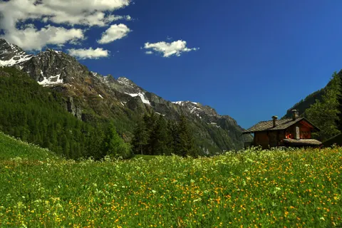 Alpine Wildflowers 4K Wallpaper · nature · 3840×2560