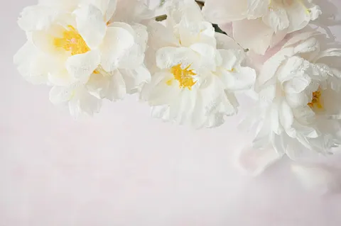 Wallpaper Bunga Peoni 4K · flowers · 3840×2556