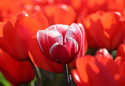 Обои Тюльпановое поле 4K · flowers · 3840×2645