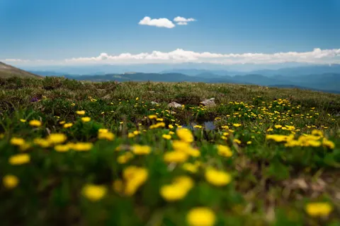 Alpine Wildflowers 4K Wallpaper · nature · 3840×2560