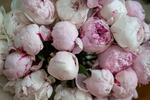 पियोनी 4K वॉलपेपर · flowers · 3840×2560