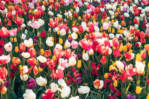 Tulip Field 4K Wallpaper · flowers · 3840×2560