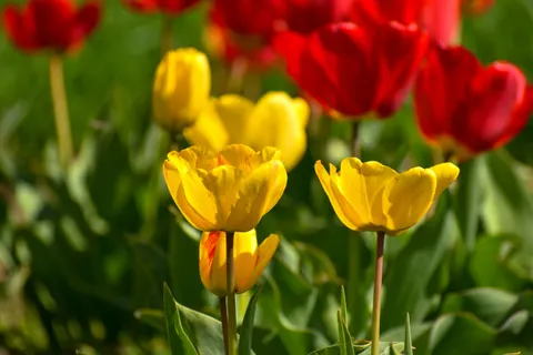 Fond d'écran Champ de tulipes 4K · flowers · 3840×2560