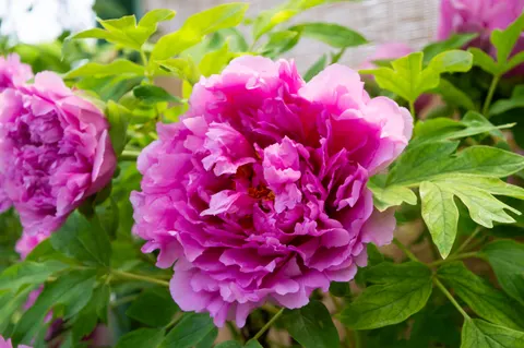 पियोनी 4K वॉलपेपर · flowers · 3840×2553