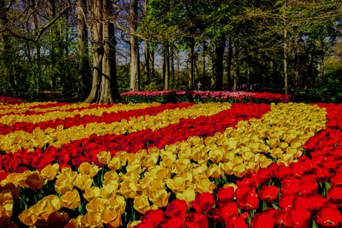 郁金香田 4K壁纸 · flowers · 3840×2561