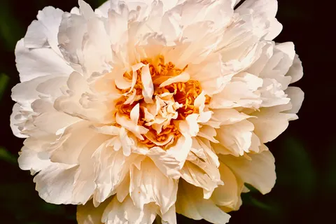 पियोनी 4K वॉलपेपर · flowers · 3840×2560