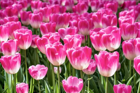 Tulip Field 4K Wallpaper · flowers · 3840×2561