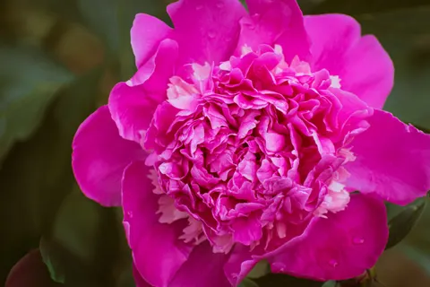 Wallpaper Bunga Peoni 4K · flowers · 3840×2560