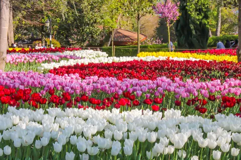 Tulpenfeld 4K Hintergrundbild · flowers · 3840×2560