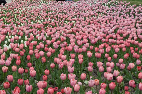 Fondo de pantalla Campo de tulipanes 4K · flowers · 3840×2560
