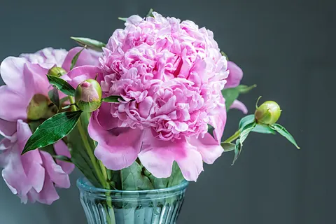 Peony 4K Wallpaper · flowers · 3840×2560