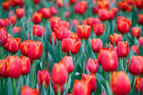 Fond d'écran Champ de tulipes 4K · flowers · 3840×2560