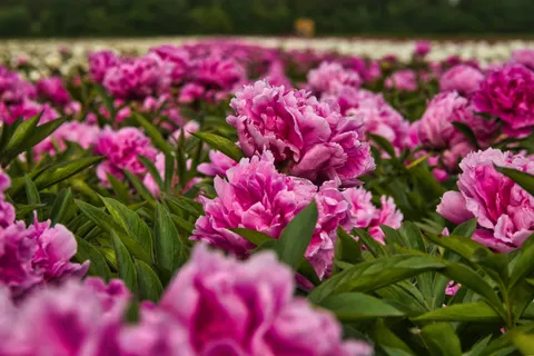 पियोनी 4K वॉलपेपर · flowers · 3840×2560
