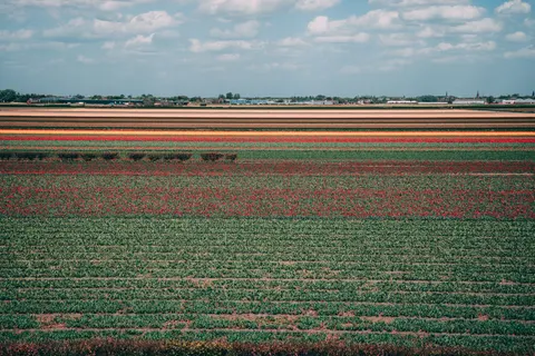 Fond d'écran Champ de tulipes 4K · flowers · 3840×2560