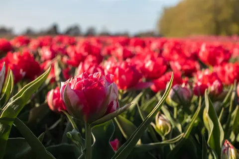Fond d'écran Champ de tulipes 4K · flowers · 3840×2560