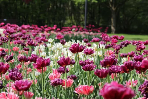Tulpenfeld 4K Hintergrundbild · flowers · 3840×2560