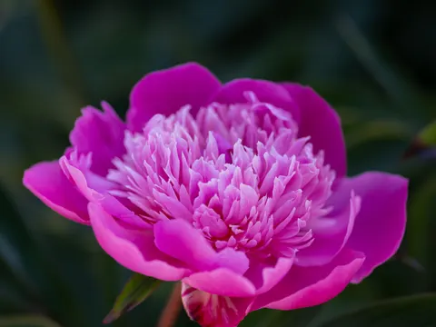 Peony 4K Wallpaper · flowers · 3840×2880