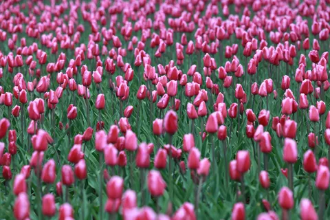Fond d'écran Champ de tulipes 4K · flowers · 3840×2561