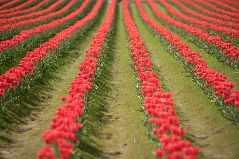 Обои Тюльпановое поле 4K · flowers · 3840×2563