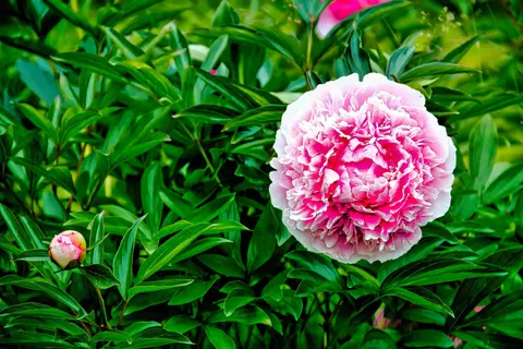 Peony 4K Wallpaper · flowers · 3840×2559