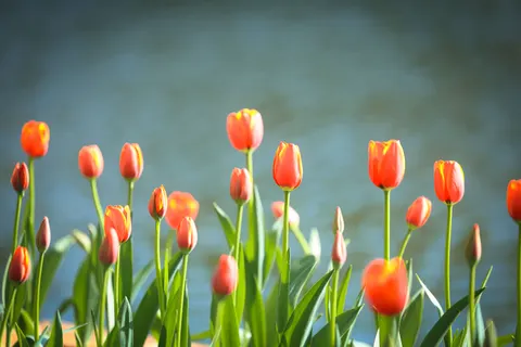 Tulpenfeld 4K Hintergrundbild · flowers · 3840×2560