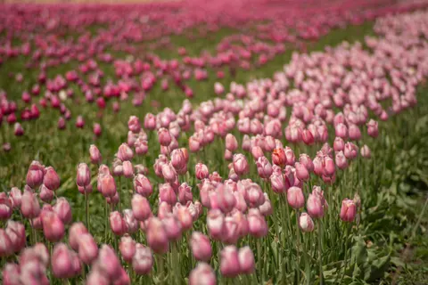 Fond d'écran Champ de tulipes 4K · flowers · 3840×2563