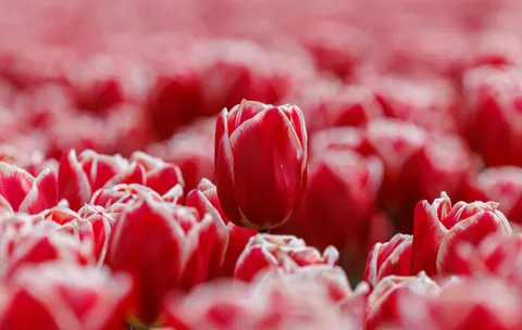 튤립 밭 4K 배경화면 · flowers · 3840×2430