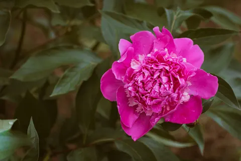 Обои Пион 4K · flowers · 3840×2560