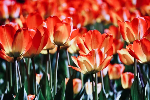 Papel de parede Campo de tulipas 4K · flowers · 3840×2560