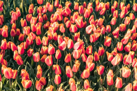 Tulip Field 4K Wallpaper · flowers · 3840×2560