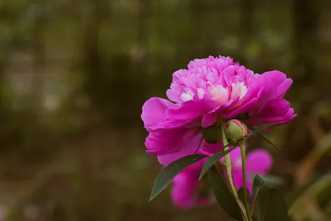 Wallpaper Bunga Peoni 4K · flowers · 3840×2560