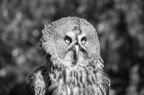 Обои Портрет совы 4K · birds · 3840×2553