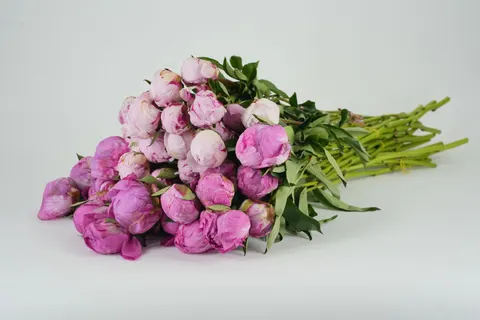 Fondo de pantalla Peonía 4K · flowers · 3840×2560