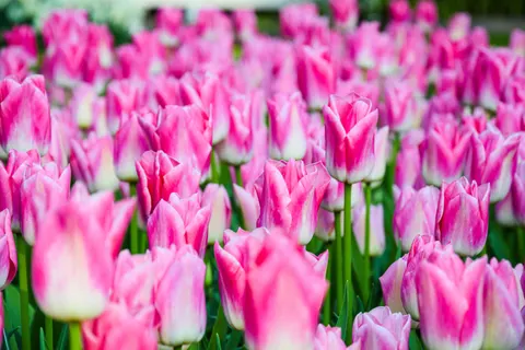 郁金香田 4K壁纸 · flowers · 3840×2560