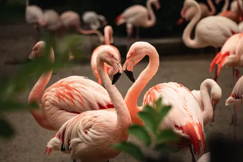 फ्लेमिंगो झुंड 4K वॉलपेपर · birds · 3840×2560