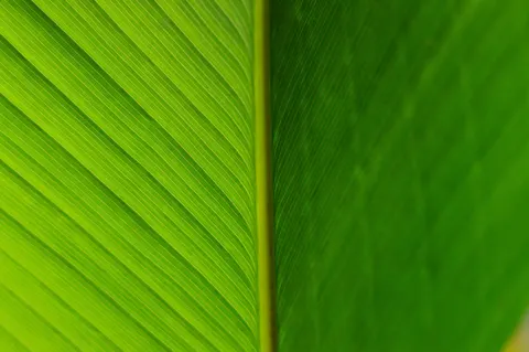 Feather Detail 4K Wallpaper · birds · 3840×2553