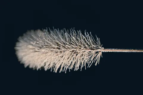 Feather Detail 4K Wallpaper · birds · 3840×2560