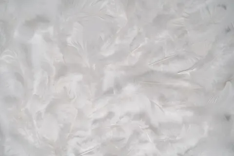 Feather Detail 4K Wallpaper · birds · 3840×2560