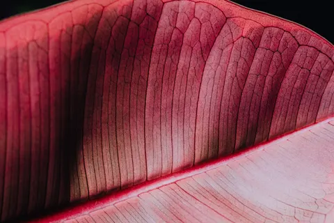 Feather Detail 4K Wallpaper · birds · 3840×2560
