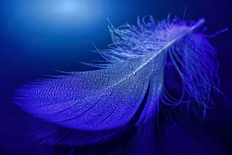 Feather Detail 4K Wallpaper · birds · 3840×2561