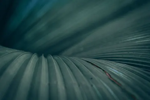 Feather Detail 4K Wallpaper · birds · 3840×2560