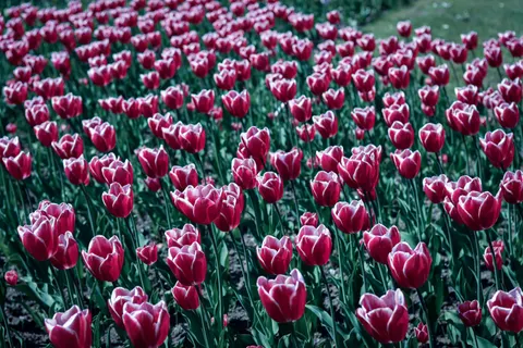 Fond d'écran Champ de tulipes 4K · flowers · 3840×2560