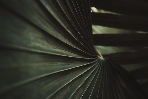 Sfondo Dettaglio di Piuma 4K · birds · 3840×2559