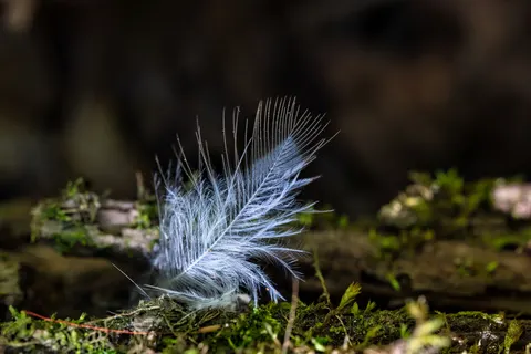 Feather Detail 4K Wallpaper · birds · 3840×2560