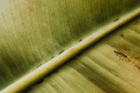 Federdetail 4K Hintergrundbild · birds · 3840×2560