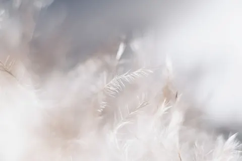 والپیپر جزئیات پر با کیفیت 4K · birds · 3840×2563