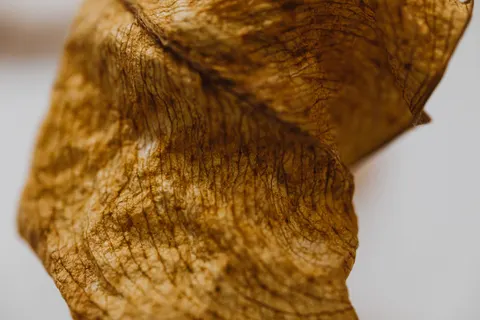 Feather Detail 4K Wallpaper · birds · 3840×2560