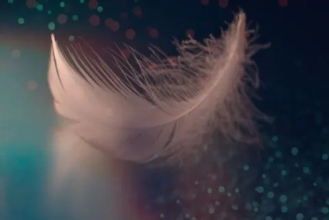 Feather Detail 4K Wallpaper · birds · 3840×2565